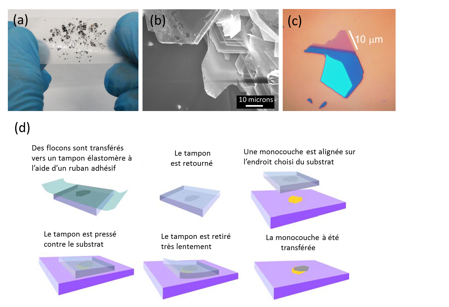 De nouveaux matériaux bidimensionels pour l’optique | Jeunes Physicien.ne.s
